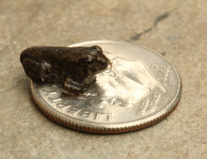 American Toad